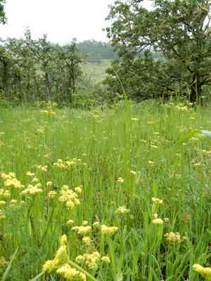 Common lomatium(Lomatium utriculatum)