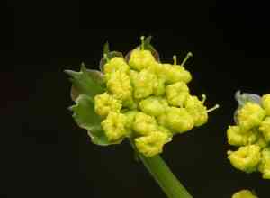 Common lomatium(Lomatium utriculatum)