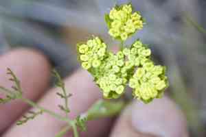 Common lomatium(Lomatium utriculatum)