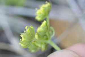 Common lomatium(Lomatium utriculatum)