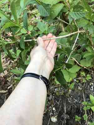 Alpine honeysuckle(Lonicera alpigena)