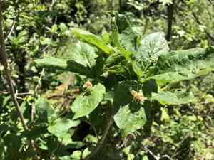 Alpine honeysuckle(Lonicera alpigena)