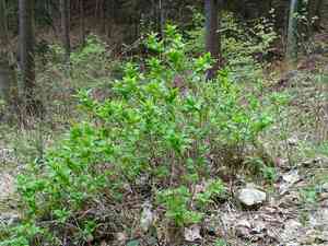 Alpine honeysuckle(Lonicera alpigena)