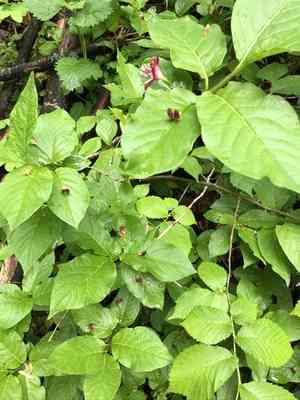 Alpine honeysuckle(Lonicera alpigena)