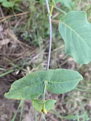 Arizona honeysuckle(Lonicera arizonica)