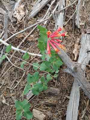 Arizona honeysuckle(Lonicera arizonica)