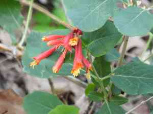 Arizona honeysuckle(Lonicera arizonica)
