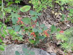 Arizona honeysuckle(Lonicera arizonica)