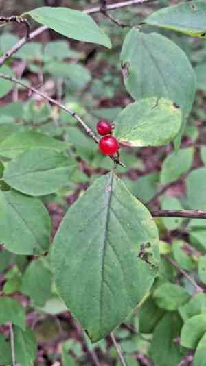 Honeysuckle(Lonicera chrysantha)