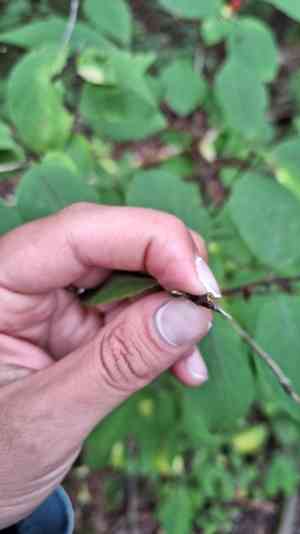 Honeysuckle(Lonicera chrysantha)