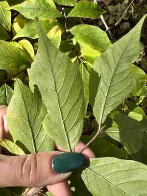 Honeysuckle(Lonicera chrysantha)
