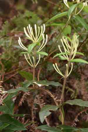 Wild honeysuckles(Lonicera confusa)