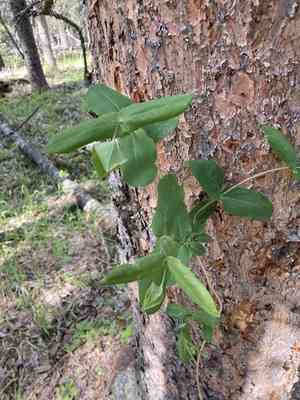 Limber honeysuckle(Lonicera dioica)