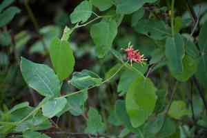 Limber honeysuckle(Lonicera dioica)