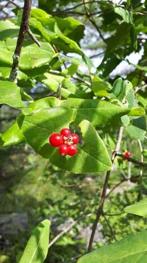 Limber honeysuckle(Lonicera dioica)