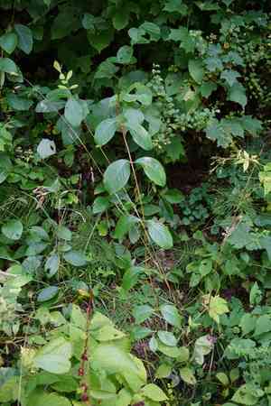 Limber honeysuckle(Lonicera dioica)