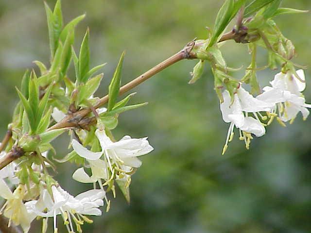Winter honeysuckle