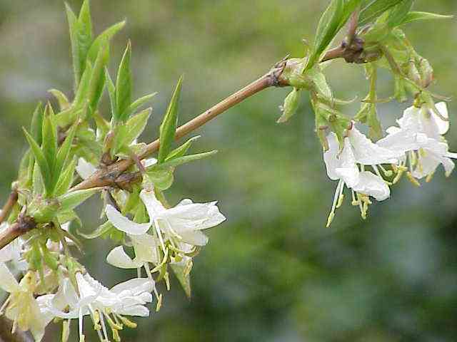 Winter honeysuckle(Lonicera fragrantissima)