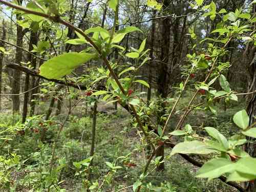 Winter honeysuckle(Lonicera fragrantissima)