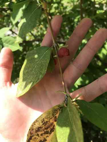 Winter honeysuckle(Lonicera fragrantissima)
