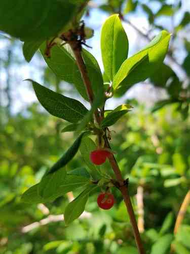 Winter honeysuckle(Lonicera fragrantissima)