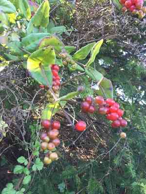 Pink Honeysuckle(Lonicera hispidula)