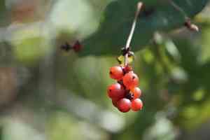Pink Honeysuckle(Lonicera hispidula)