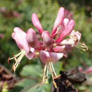 Pink Honeysuckle(Lonicera hispidula)