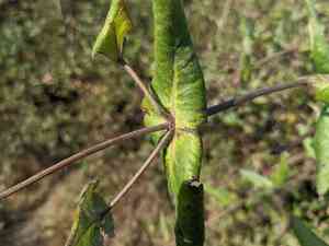 Pink Honeysuckle(Lonicera hispidula)