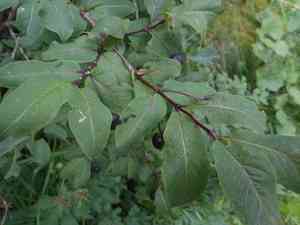 Black-berried honeysuckle(Lonicera nigra)