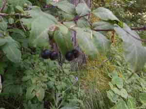 Black-berried honeysuckle(Lonicera nigra)