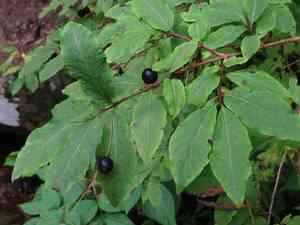 Black-berried honeysuckle(Lonicera nigra)