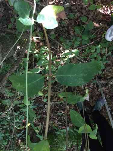 European honeysuckle(Lonicera periclymenum)