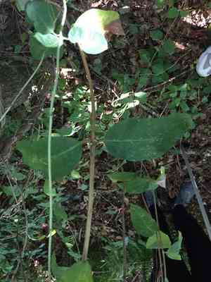 European honeysuckle(Lonicera periclymenum)
