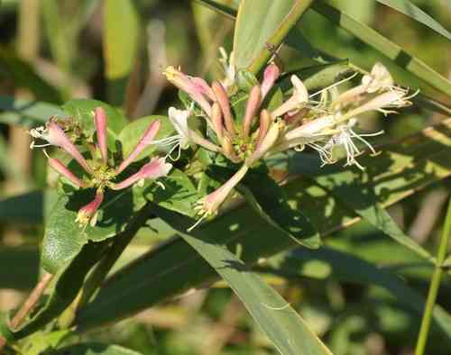 European honeysuckle(Lonicera periclymenum)