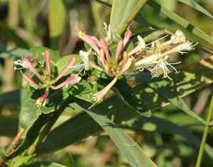 European honeysuckle(Lonicera periclymenum)