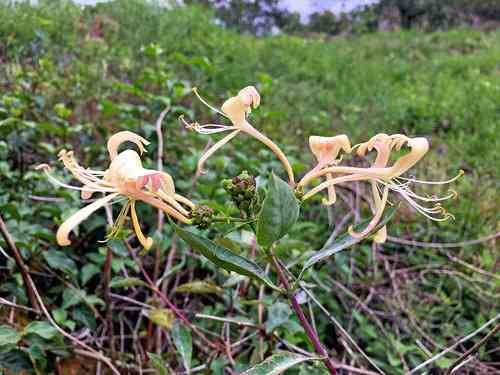 European honeysuckle(Lonicera periclymenum)