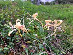 European honeysuckle(Lonicera periclymenum)