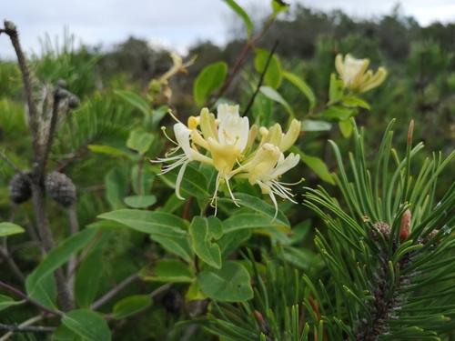 European honeysuckle