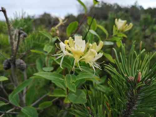 European honeysuckle(Lonicera periclymenum)