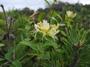 European honeysuckle(Lonicera periclymenum)