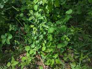 Grape honeysuckle(Lonicera reticulata)
