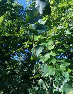 Grape honeysuckle(Lonicera reticulata)
