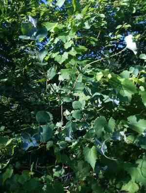Grape honeysuckle(Lonicera reticulata)