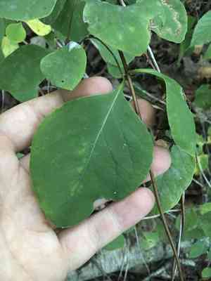 Grape honeysuckle(Lonicera reticulata)