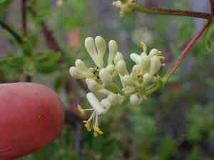 Southern honeysuckle(Lonicera subspicata)