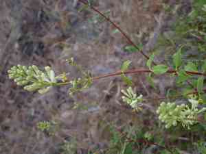 Southern honeysuckle(Lonicera subspicata)