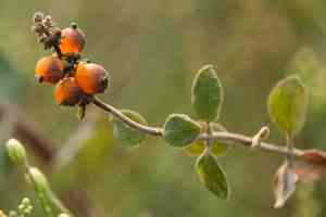 Southern honeysuckle(Lonicera subspicata)