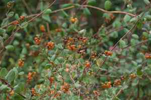 Southern honeysuckle(Lonicera subspicata)