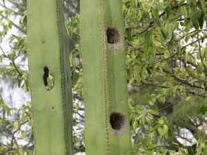 Lophocereus marginatus(Lophocereus marginatus)